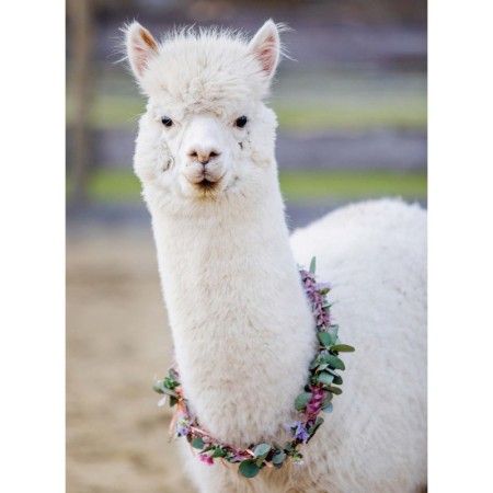 Puzzle Alpaca, 200 Piese Ravensburger - 1